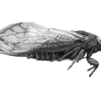Cicadas rising: A visual guide to 2024’s rare dual appearance