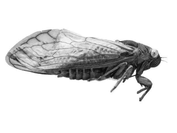 Cicadas rising: A visual guide to 2024’s rare dual appearance